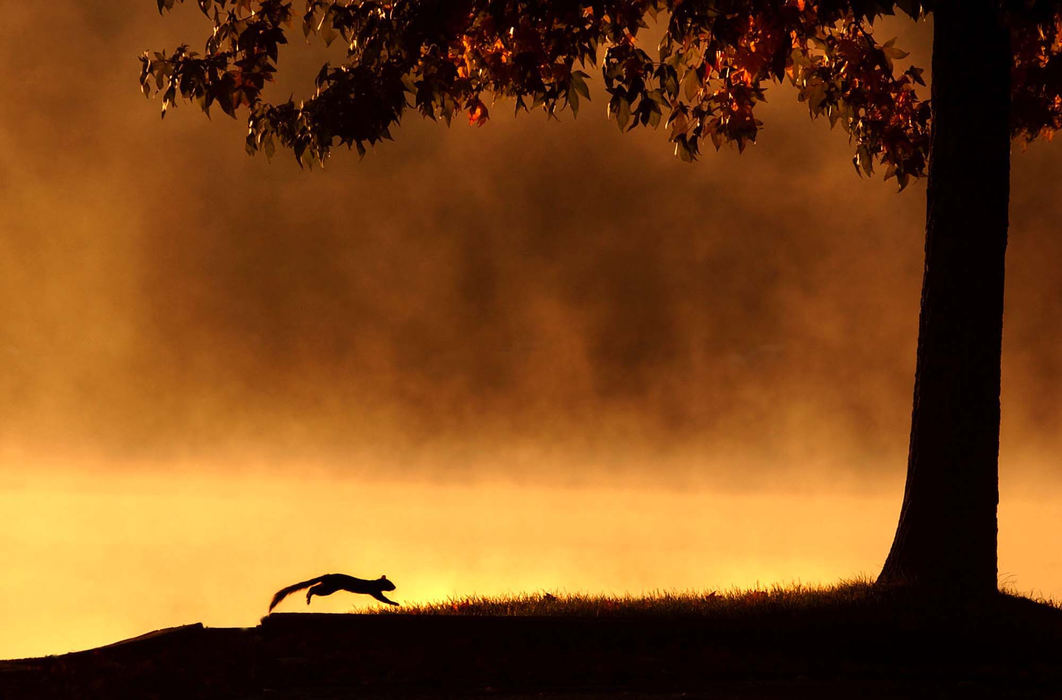 Second Place, Pictorial - Ken Love / Akron Beacon JournalThis squirrel can be seen running toward a tree in the early morning fog along the shore of Silver Lake located in Silver Lake on a recent chilly fall morning.   