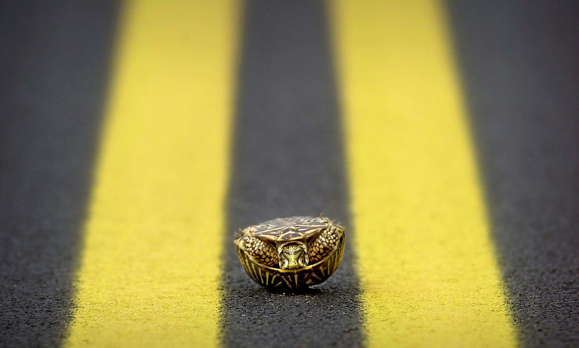 Award of Excellence, Pictorial - Allan Detrich / The BladeA box turtle is in a tough spot as he lies upside-down on a country road in Oklahoma. The turtle was removed to the side of the road later.