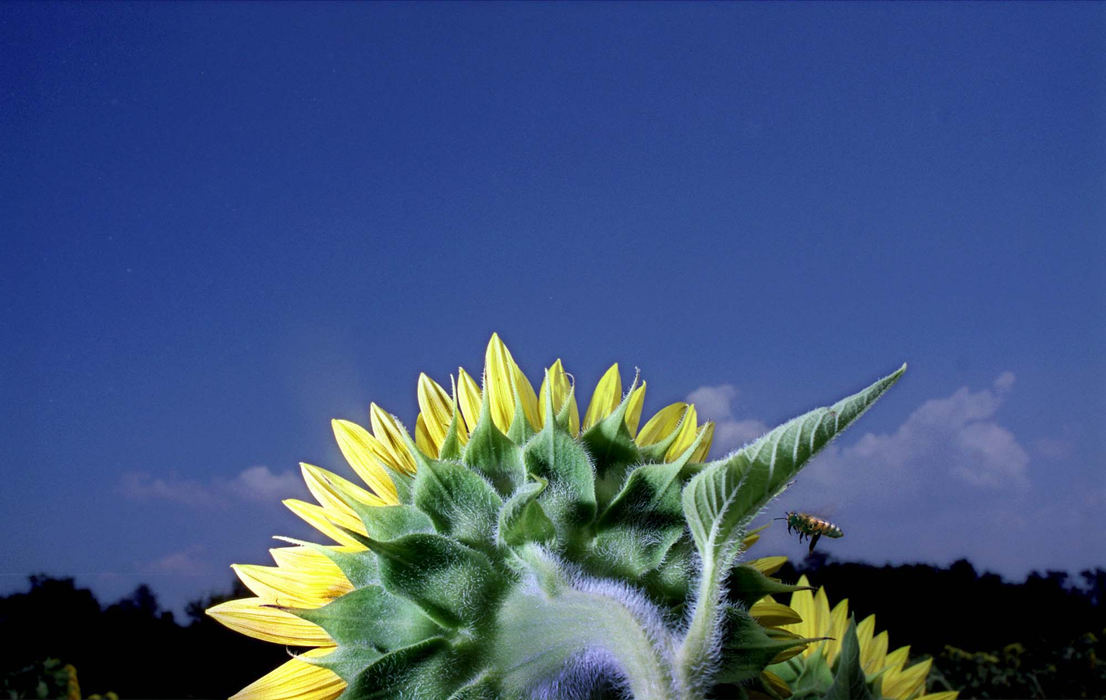 Award of Excellence, Pictorial - Dale Omori / The Plain DealerA bee hovers in a sunflower field in Geauga County.