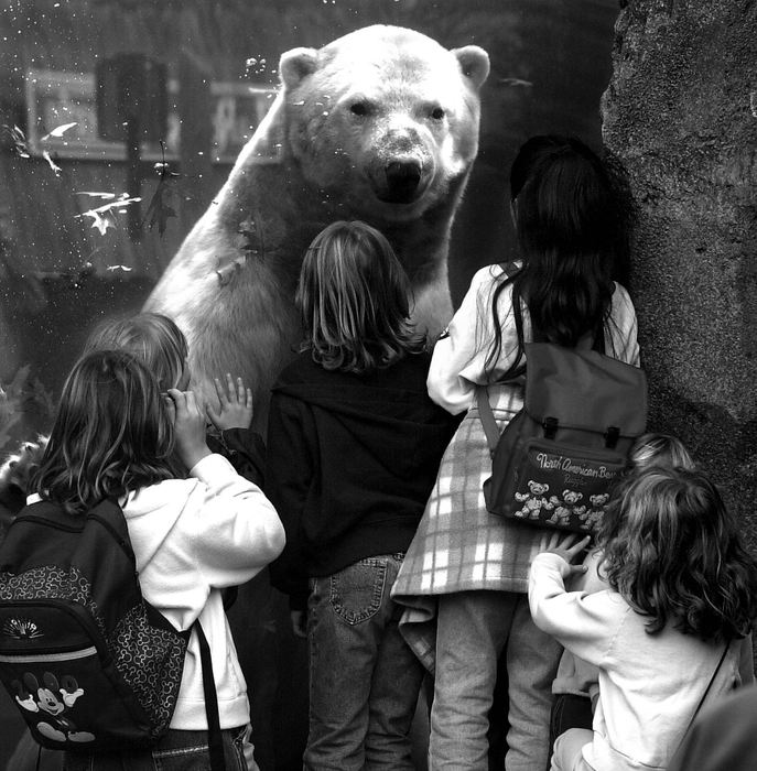 Second Place, Photographer of the Year - Steven M. Herppich / Cincinnati EnquirerWho's Looking at Who?-Children flock to the polar bear exhibit at the Cincinnati Zoo as one of the exhibits occupants comes in for a closer look November 1, 2001. 