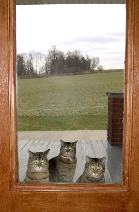 Award of Excellence, Enterprise Feature - Aaron Rudolph / Mourning ournalSaturday, Sunday and Tuesday, in no particular order, sit on the front porch of Ruthann Rinto's home in Winona. The cats according to Rinto are triplets.