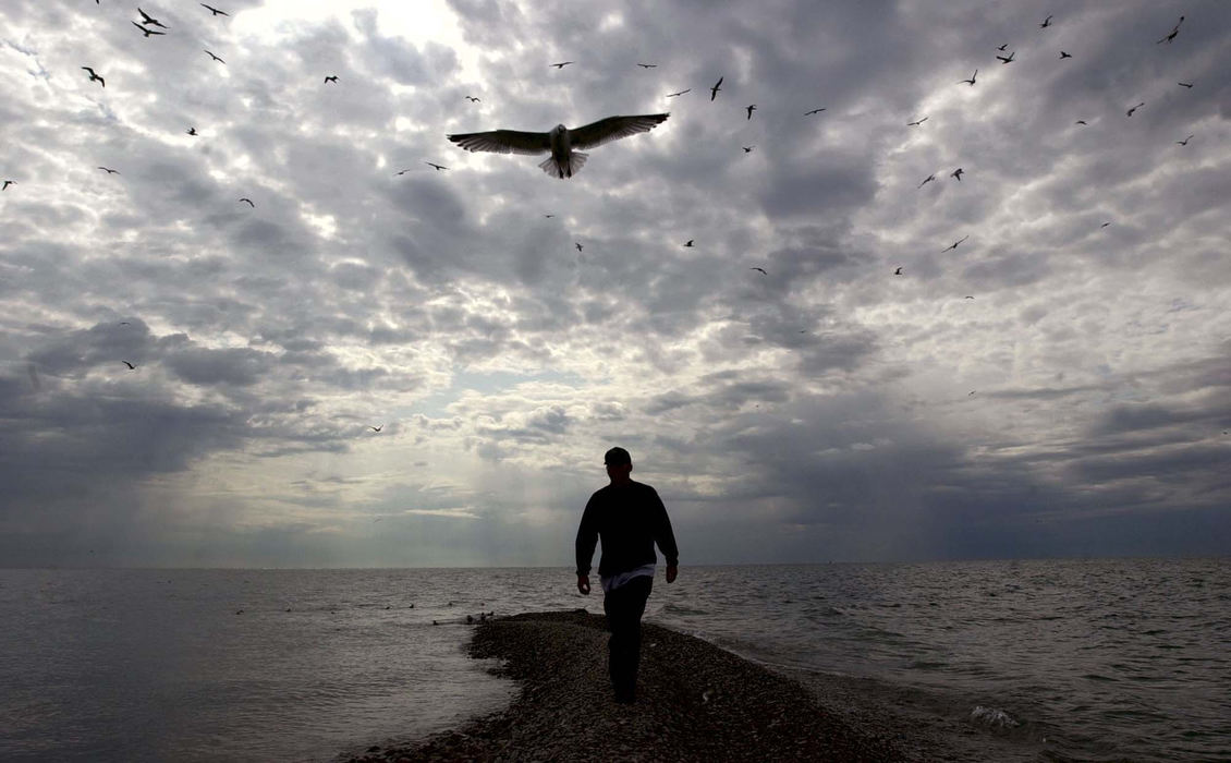 Second Place, Feature Picture Story - Dale Omori / The Plain DealerA herring gull hovers over Ohio Division of Wildlife intern Chris Riddle as he walks the gravel beach on West Sister Island in the western basin of Lake Erie.  He is looking to catch young herring gulls for banding.  