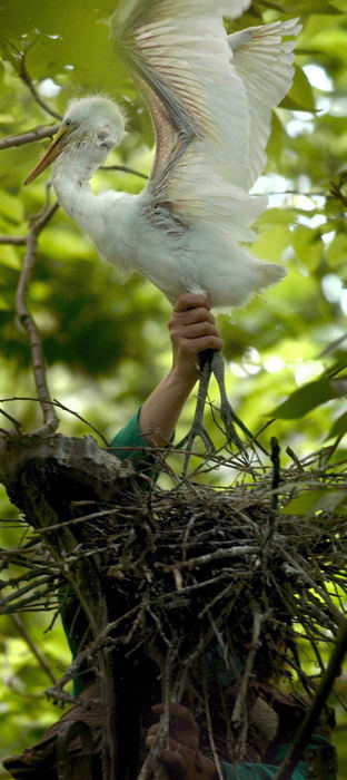 Second Place, Feature Picture Story - Dale Omori / The Plain DealerBlack Swamp volunteer Julie Shieldcastle, grabs a young great white egret by the legs as it is perched on its nest on West Sister Island in the western basin of Lake Erie.  She was part of a team that went to the island to capture and band young egrets, herons and seagulls. 