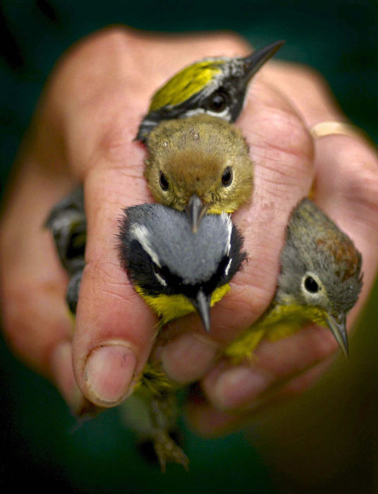 Second Place, Feature Picture Story - Dale Omori / The Plain DealerBlack Swamp volunteer Julie Shieldcastle holds vour warblers just taken from the nets. They will be tagged, weighed and measured and released.