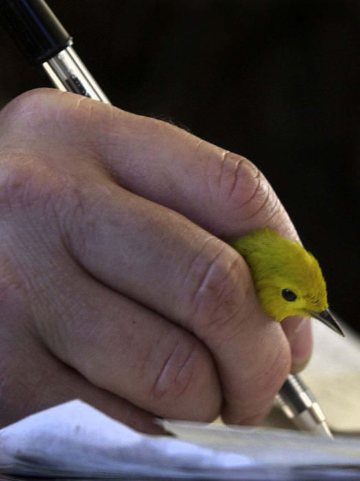 Second Place, Feature Picture Story - Dale Omori / The Plain DealerBlack Swamp volunteer Mark Shieldcastle records the vital statistics of the warbler he holds in his hand May 13, 2002, in Ottawa County.