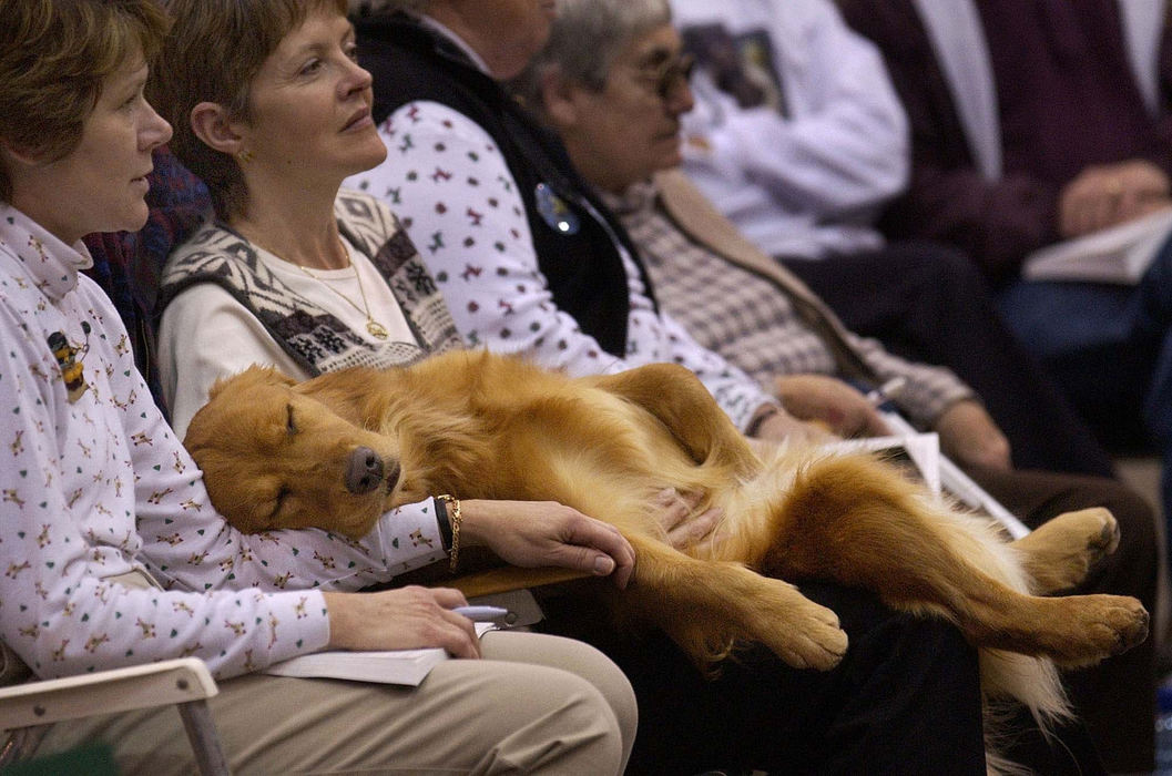 Award of Excellence, Photographer of the Year - Amy Sancetta / Associated PressExhausted from a long day in the ring, golden retriever Riggs sacks out with his co-breeders, from left, Andrene Mate-Schabel of Valley City, and Peg Burlett of Wadsworth,  as they watch others compete in the 4-day Crown Classic Dog Show in Cleveland on Dec. 13, 2002