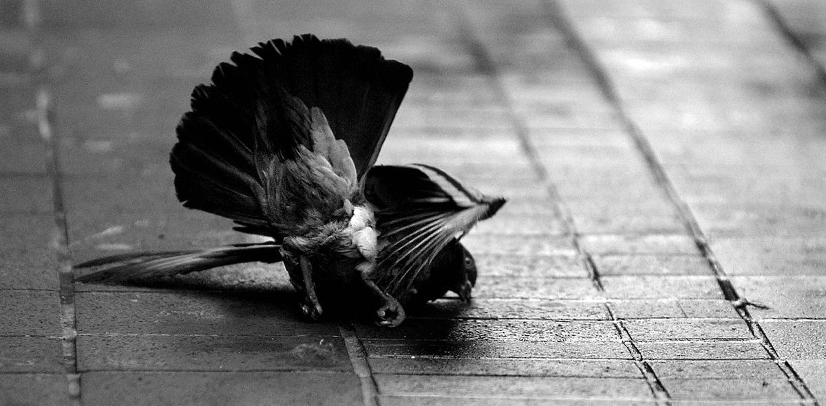 Award of Excellence, Photographer of the Year - Michael E. Keating / Cincinnati EnquirerA pigeon struggles to live after falling ill.  The time waiting to die on the sidewalk is painful to watch until a small child and her mother and sister arrive.  They offer comfort to the pigeon, sometimes called "flying rats" by city dwellers and place him in a building alcove inside a box to die a dignified death. A pigeon struggle to keep its balance after falling ill and awaiting death on the sidewalk.