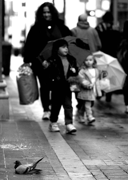 Award of Excellence, Photographer of the Year - Michael E. Keating / Cincinnati EnquirerA pigeon sits on the sidewalk unable to fly as tow girls and their mother approach.