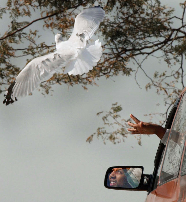 Second Place, Photographer of the Year - John Kuntz / The Plain DealerCarl Lewis of Cleveland reflected in the side view mirror in his vehicle reaches out his window to toss a french fry to a nearby sea gull October 18, 2002 during his lunch break at the E. 55th Street pier in Cleveland.  