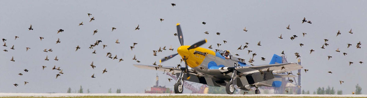 Second Place, Photographer of the Year - John Kuntz / The Plain Dealer Pilot Robert Odegaard of Kindred, North Dakota taxis his WWII P-51 Mustang with passenger Joe Salemi of Mayfield Heights in the back seat as a flock of pigeons are stirred up by the sound of the 12 cylinder engine at Burke Lakefront airport June 20, 2002 for a Crawford Auto-Aviation Museum sponsored pay to fly flight.  Fans that want a flight in the P-51 can pay $750 for a half-hour ride over Lake Erie and experience the horsepower, handling and engine sound of the vintage fighter plane.  