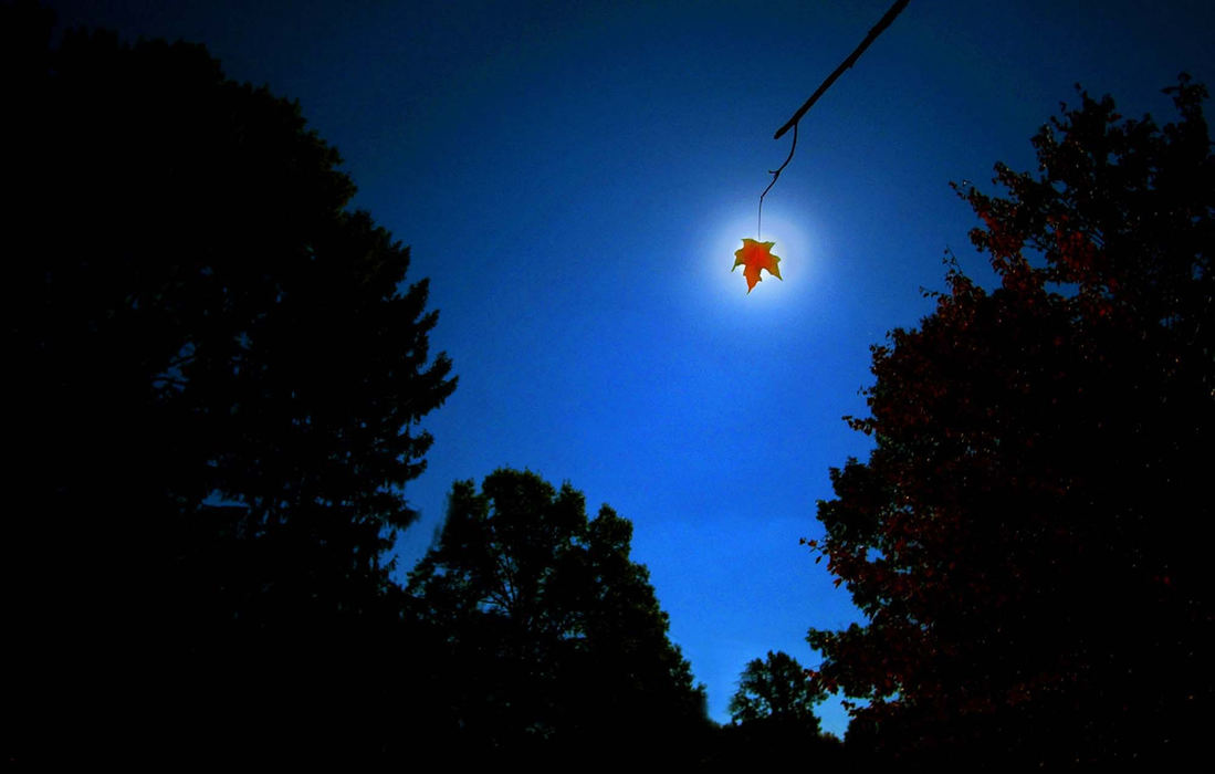 First Place, Photographer of the Year - Ed Suba, Jr. / Akron Beacon JournalA single leaf displays it new autumn color against a crisp blue sky near the Fairlawn Country Club golf on W. Market St.