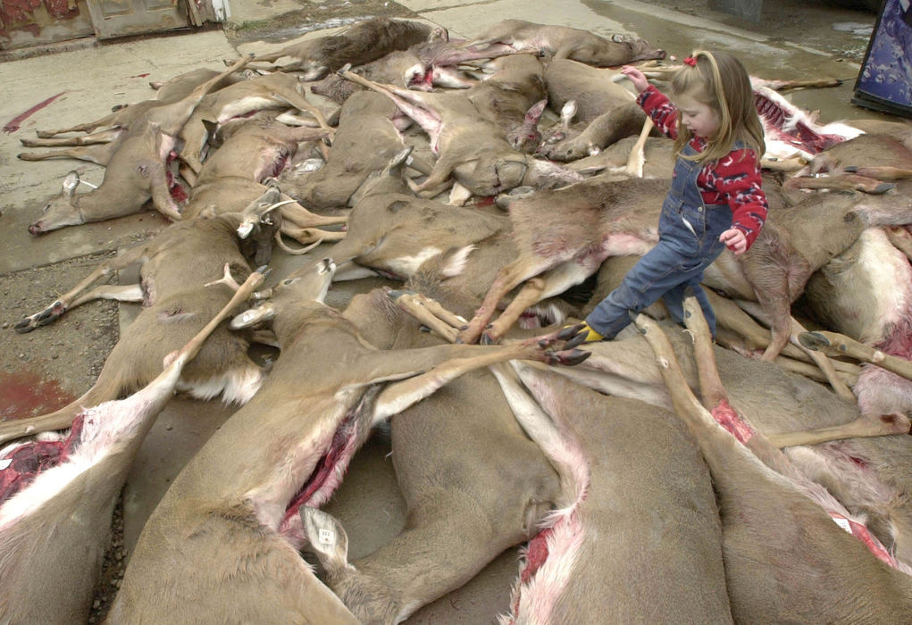 Second Place, Student Photographer of the Year - David Distelhorst / Ohio UniversityEmily Oiler, 4, walks through a pile of dead deer at Oiler's Meat Processing, a family owned business in Utica,  December 2, 2002. The Oiler family expects to process about 1,000 deer before the end of the one week deer gun season.