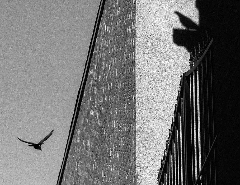 First Place, Student Photographer of the Year - James Patterson / Ohio UniversityPigeons occupy the roof and alley beside the Reick's art store in downtown Findlay. A project being considered by the city is hoped to revitalize Main Street by making it more pedestrian friendly, demolishing unoccupied buildings, and renovating others.  