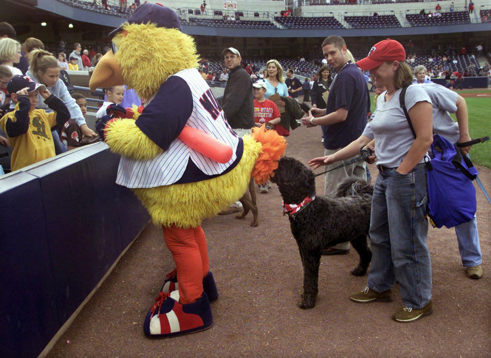 Third Place, Assigned Feature - Lori King / The BladeMuddy the Mud Hen is oblivious to the attention of Molson as he signs autographs during the annual doggy parade prior to the Toledo Mud Hens game at Fifth Third Field in Toledo. 