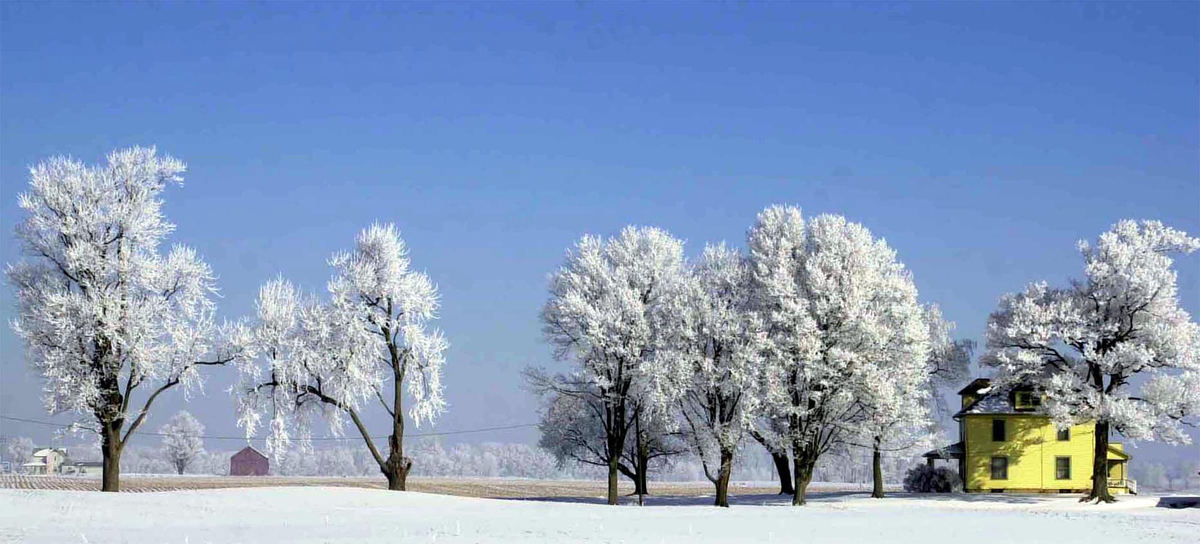 Second Place, Enterprise Feature - Bill Sinden / Marion StarA heavy frost sheaths trees lining a lane to a farm house on Marion-Waldo Road, north of Newmans-Cardington Road, Feb. 20, 2003.