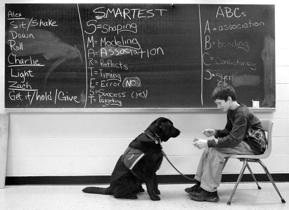 Award of Excellence, Feature Picture Story - Fred Squillante / The Columbus DispatchEleven students at Walnut Springs Middle School with social or emotional difficulties train service dogs for people who use wheelchairs. The program is called Kids and Canines. Training dogs is therapy for these students. In the dog-training room at Walnut Springs Middle School, student trainer Zach Farris practices a demonstration with Frasier that involves retrieving a dumbbell.