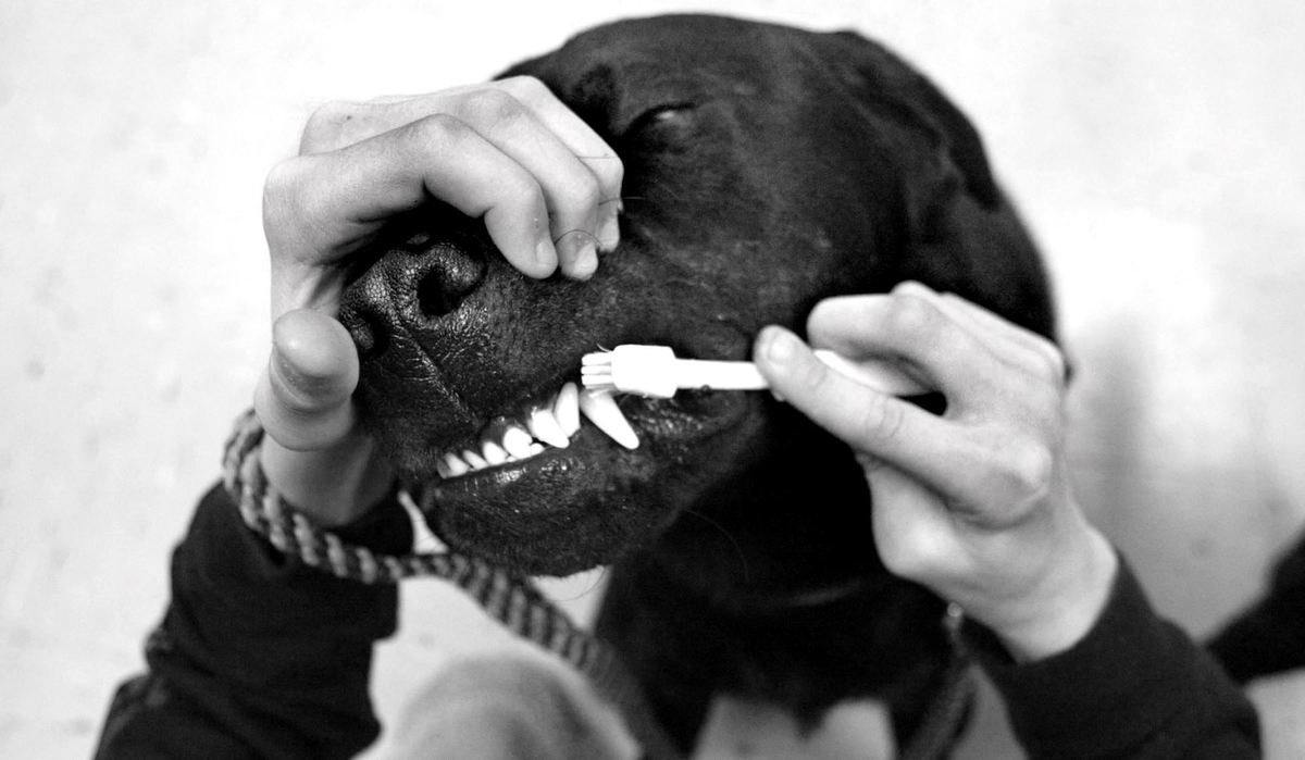 Award of Excellence, Feature Picture Story - Fred Squillante / The Columbus DispatchEach day the dogs are at Walnut Springs Middle School, they are groomed by the students. Zach Farris brushes Fraizer's teeth.  