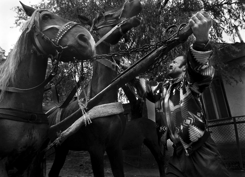 Second Place, Photographer of the Year - Greg Ruffing / FreelanceHorses are somewhat of a sacred animal to the Roma; many men, such as Ivan Balog, earn money by breeding horses and other animals.