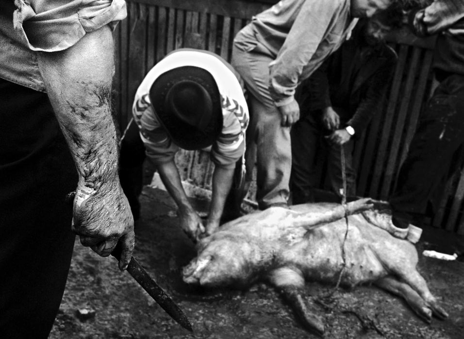 Second Place, Photographer of the Year - Greg Ruffing / FreelanceAlthough their method of work may be primitive and hazardous by some standards, these Roma men butchering a pig will provide a substantial amount of food for their families, and they will be sure that no part of the pig goes to waste.