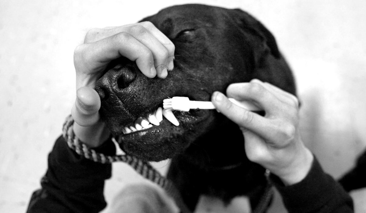 Third Place, Photographer of the Year - Fred Squillante / The Columbus DispatchEach day the dogs are at Walnut Springs Middle School, they are groomed by the students. Zach Farris brushes Fraizer's teeth.  