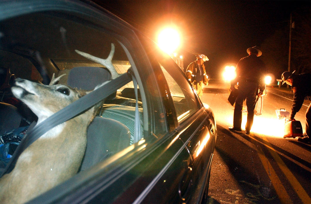 Award of Excellence, Spot News under 100,000 - Bill Lackey / Springfield News-SunA deer trophy is strapped into the drivers seat of a car being towed behind a moving van involved in a two car accident under investigation by members of the Ohio State Highway Patrol and Mechanicsburg fire departments in the background along State Route 4. The driver of the moving van said he couldn't fit the deer in the truck so he strapped it into the car for his move.