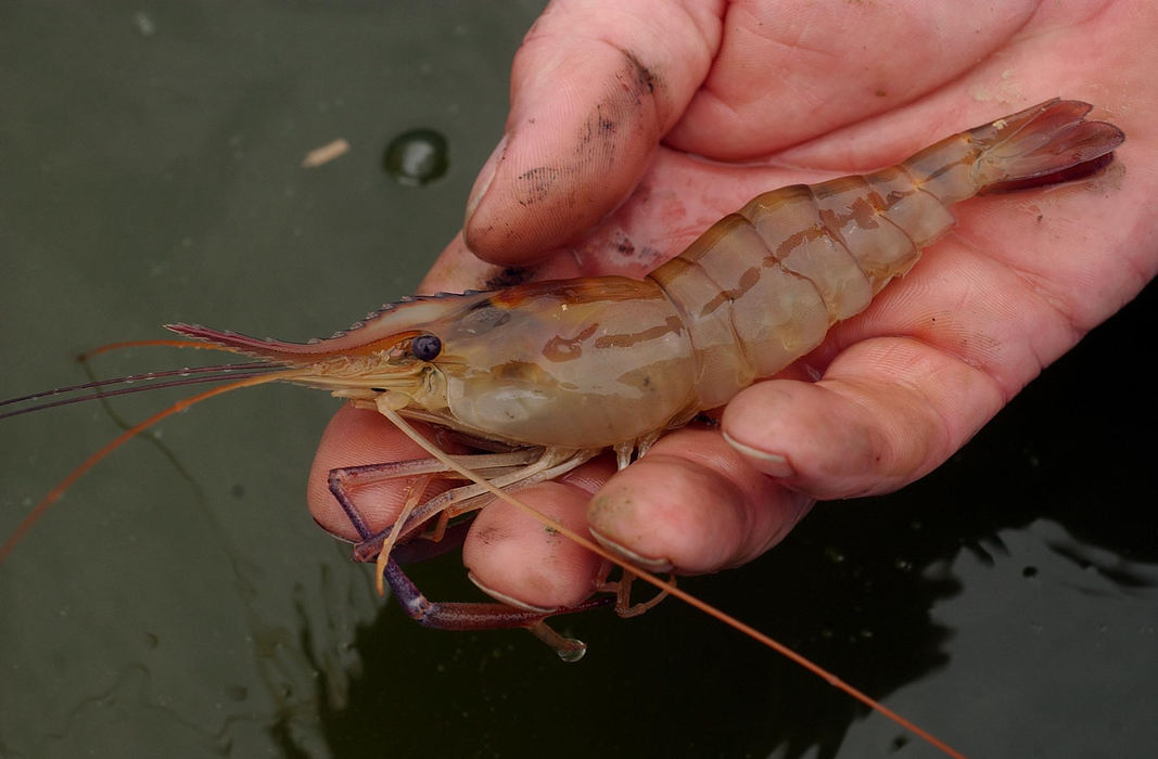 Third Place, Student Photographer of the Year - Robert Caplin / Ohio UniversityA female river prawn that was harvested from Creech's pond.