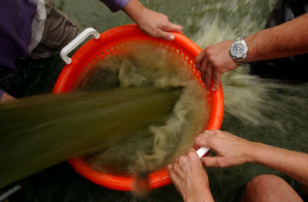 Third Place, Student Photographer of the Year - Robert Caplin / Ohio UniversityPond water is filtered with orange baskets to catch shrimp during the harvest.