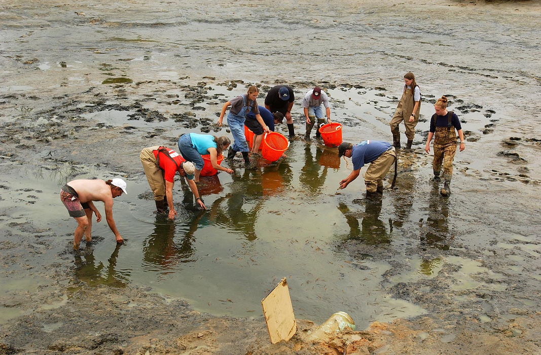 Third Place, Student Photographer of the Year - Robert Caplin / Ohio UniversityFriends, neighbors, and other volunteers search through the mud and muck of the pond for remaining river prawns. 