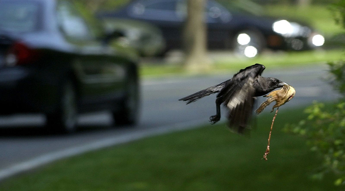 First Place, Enterprise Feature - Andy Morrison / The BladeA crow lifts off with a chipmunk for lunch moments after it had been hit by a car at Wildwood Metropark. 