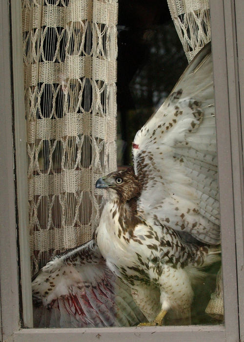 Third Place, News Picture Story - Ken Love / Akron Beacon JournalMark and Cathy Baer of Hampshire Rd in Akron have a Red Tail Hawk trapped in their home.  Here is looks though the window but can't figure out how to get out of the house.  