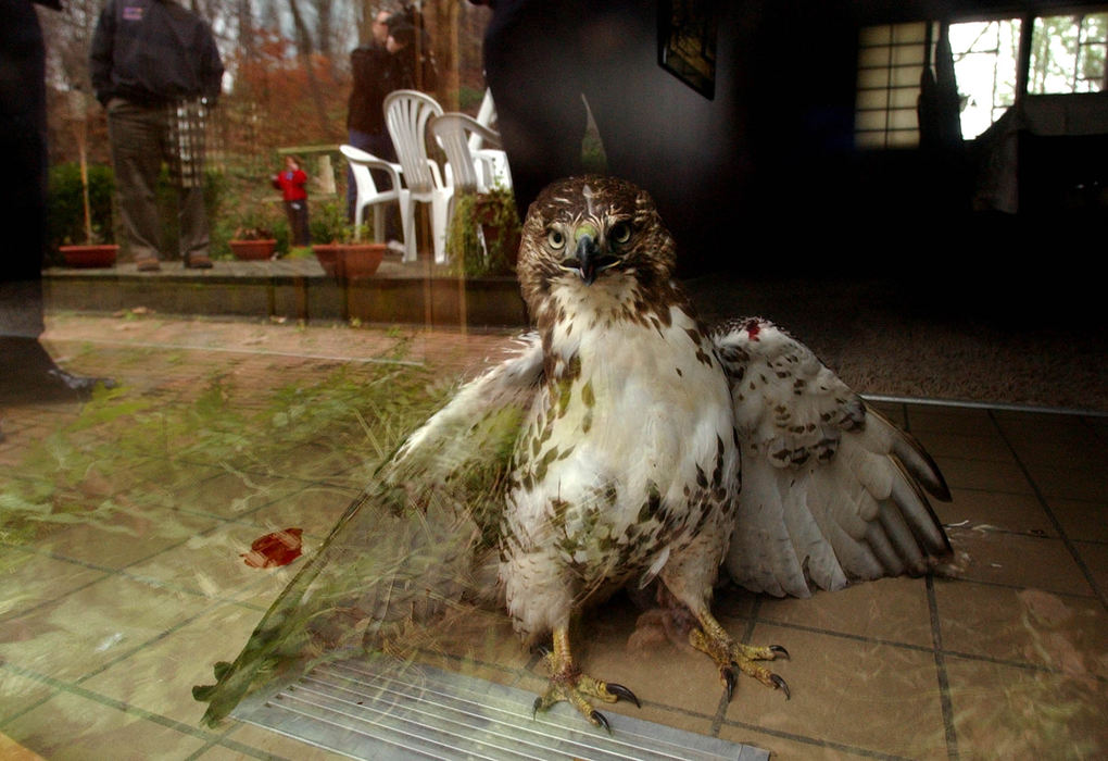Third Place, News Picture Story - Ken Love / Akron Beacon JournalA Red Tail Hawk trapped in the home of Mark and Cathy Baer of Hampshire Rd. in Akron is being rescued by Tom Henry a wildlife biologist with the Ohio Division of Wildlife, Nov. 22, 2004.  The hawk smashed through a 2nd floor window in the front of the house and ended up trapped in their home.  The hawk spent about three hours in the home before being rescued with a large net and towel.   