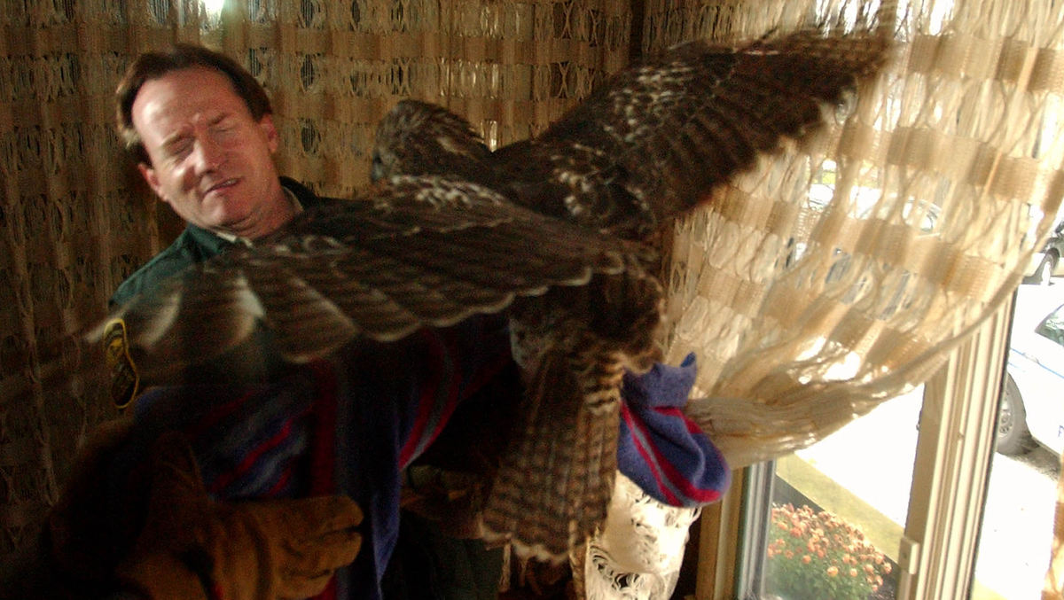 Third Place, News Picture Story - Ken Love / Akron Beacon JournalA Red Tail Hawk trapped in the home of Mark and Cathy Baer of Hampshire Rd. in Akron is being rescued by Tom Henry a wildlife biologist with the Ohio Division of Wildlife, Nov. 22, 2004.  The hawk smashed through a second floor window in the front of the house and ended up trapped in their home.  The hawk spent about three hours in the home before being rescued with a large net and towel. 