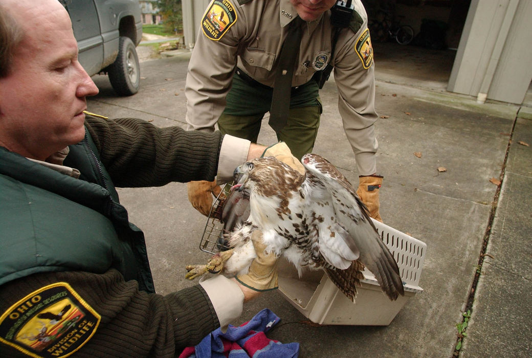 Third Place, News Picture Story - Ken Love / Akron Beacon JournalA Red Tail Hawk trapped in the home of Mark and Cathy Baer of Hampshire Rd. in Akron is being rescued by Tom Henry (left) a wildlife biologist with the Ohio Division of Wildlife, Nov. 22, 2004.  The hawk smashed through a second floor window in the front of the house and ended up trapped in their home. The hawk spent about three hours in the home before being rescued with a large net and towel.   