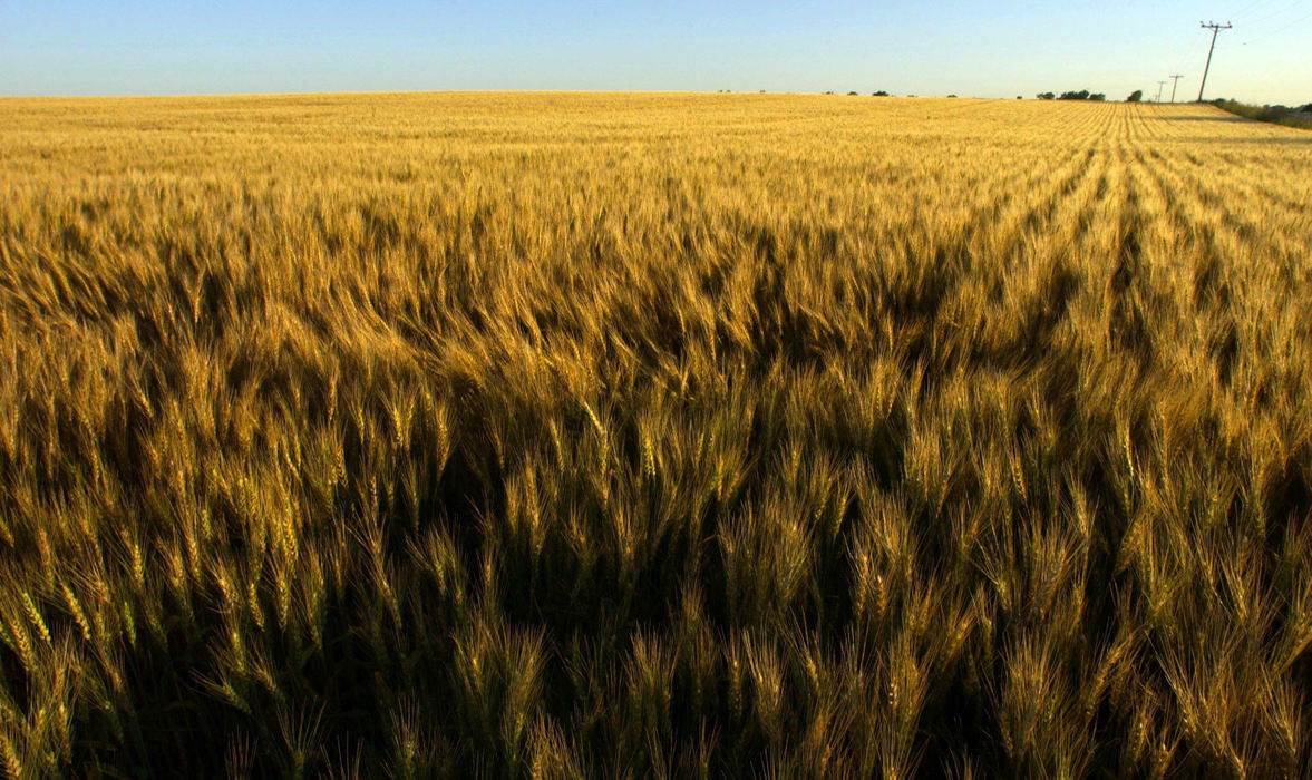 Second Place, James R. Gordon Ohio Understanding Award - ohn Kuntz, Mike Levy, Dale Omori, Chris Stephens, Lonnie Timmons III, Jeff Green and Bill Gugliotta / The Plain DealerADVANCE FOR 5 OHIOS--A Sandusky County wheat field stands ready for harvest Wedensday June 23, 2004.  Despite a decreasing number of family farms in the county agriculture is still the largest industry.   (Dale Omori/The Plain Dealer) Five OhiosPhotographs by Dale Omori/ The Plain Dealer    	Endless fields of corn, soybeans and wheat meld from green to brown to gold in perfect rectangles like wrapping paper in northwest Ohio, which is a region of "also farms." The truck driver at the coffee shop "also farms." The factory worker running the register at the community social "also farms."  