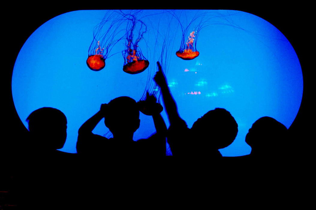 Award of Excellence, Pictorial - Erenst Coleman / Cincinnati EnquirerA group of children from the Westgate Family Childcare summer camp in Delhi  stop and look at the West Coast Sea Nettle a type of Jellyfish on display in the Newport Aquarium  in Newport, Ky at Newport on the Levee.