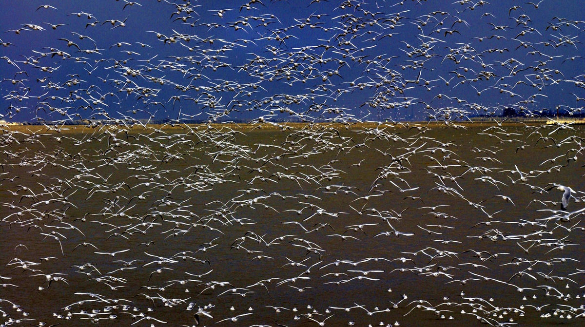 Third Place, Photographer of the Year - Joshua Gunter / The Plain DealerSeagulls fight the strong winds off the shore of Lake Erie near the water treatment plant and Edgewater Park in Cleveland, January 07, 2004. 