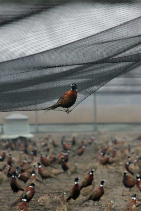 Third Place, Photographer of the Year - Joshua Gunter / The Plain DealerEach year, hundred of hunters descend upon a small Canadian island in the middle of Lake Erie for a pheasant hunt. The Pelee Island Pheasant Hunt is a tradition for many hunters, keeping them coming back year after year.The ring necked pheasant are released for the hunts throughout the island, but some find their way back to the holding pens where they were raised, safe from the hunters bullets. Unable to get back in, they sit atop the netting like this pheasant is doing, October 29, 2004  on Pelee Island in Ontario Canada.   