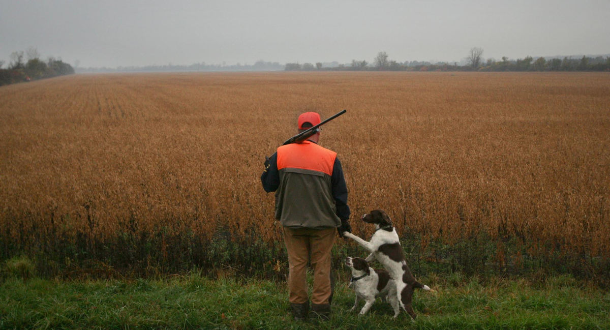 Third Place, Photographer of the Year - Joshua Gunter / The Plain DealerAt just after 8:00 am, Dave Gilin and his two hunting dogs, Oreo and Hershey, stand field side waiting  to head in with his friends for a morning of pheasant hunting, October 29, 2004  on Pelee Island in Ontario Canada.  The 51-year-old Michigan man is known as "Captain" among his friends for his leadership.   