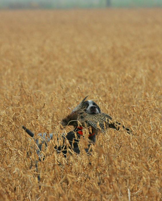 Third Place, Photographer of the Year - Joshua Gunter / The Plain DealerDuece proudly brings its catch back to its owner after the bird was shot down in a bean field, October 28, 2004  on Pelee Island in Ontario Canada. The dogs are often exhausted after day of hunting, some working so hard they wear the pads raw on their feet. 