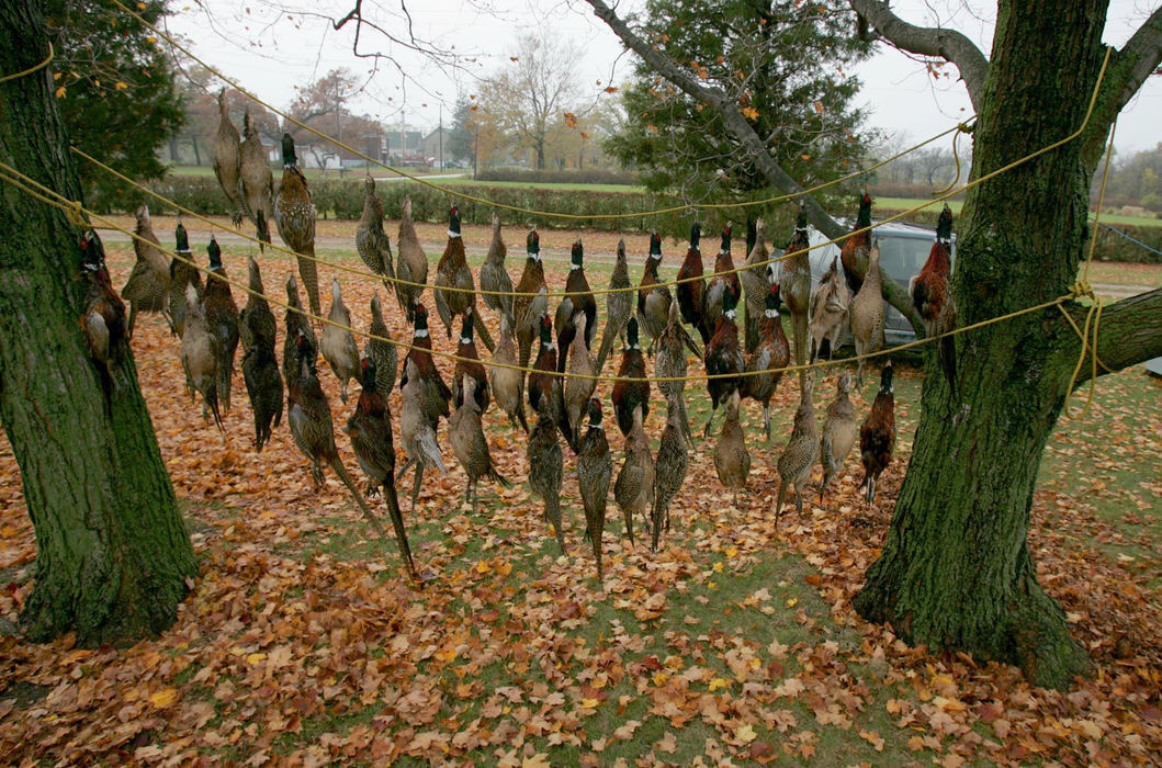 Third Place, Photographer of the Year - Joshua Gunter / The Plain DealerFollowing a successful hunt, ring necked pheasant hang from trees near cottages, October 29, 2004  on Pelee Island in Ontario Canada.  Each hunter has a limit of ten birds.  