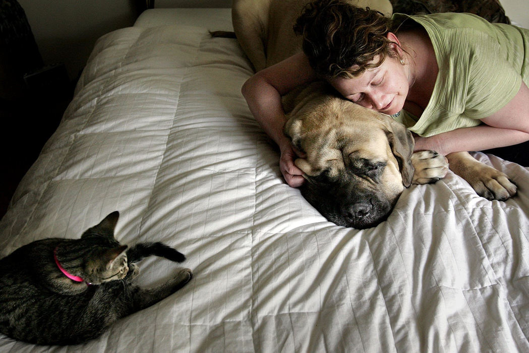 Second Place, Photographer of the Year - Mike Levy / The Plain DealerMarge Baum nuzzles her dog, Maynard at her home in Lakewood, as her cat Marlowe stays close by.  Marge was involved in a custody battle over Maynard with her ex-boyfriend, Roger Temethy.  After a jury trial the court ruled that Maynard should return to Roger.  