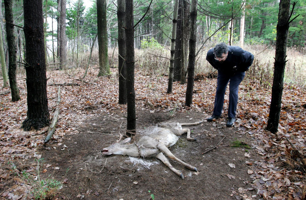 Award of Excellence, Photographer of the Year - Fred Squillante / The Columbus DispatchLicking County Animal Control director Jon Luzio checks one of the roadkill deer being used to bait a lion on the loose in Granville. A lion has been spotted at least 30 times in central Ohio; it was spotted 5 times in Granville, prompting police to spend a week searching for it. The deer carcasses left as bait by Licking County animal control officers have attracted only buzzards, however. The leaves surrounding the carcasses have been moved so that whatever nibbles on them leaves paw prints behind that can be identified. 