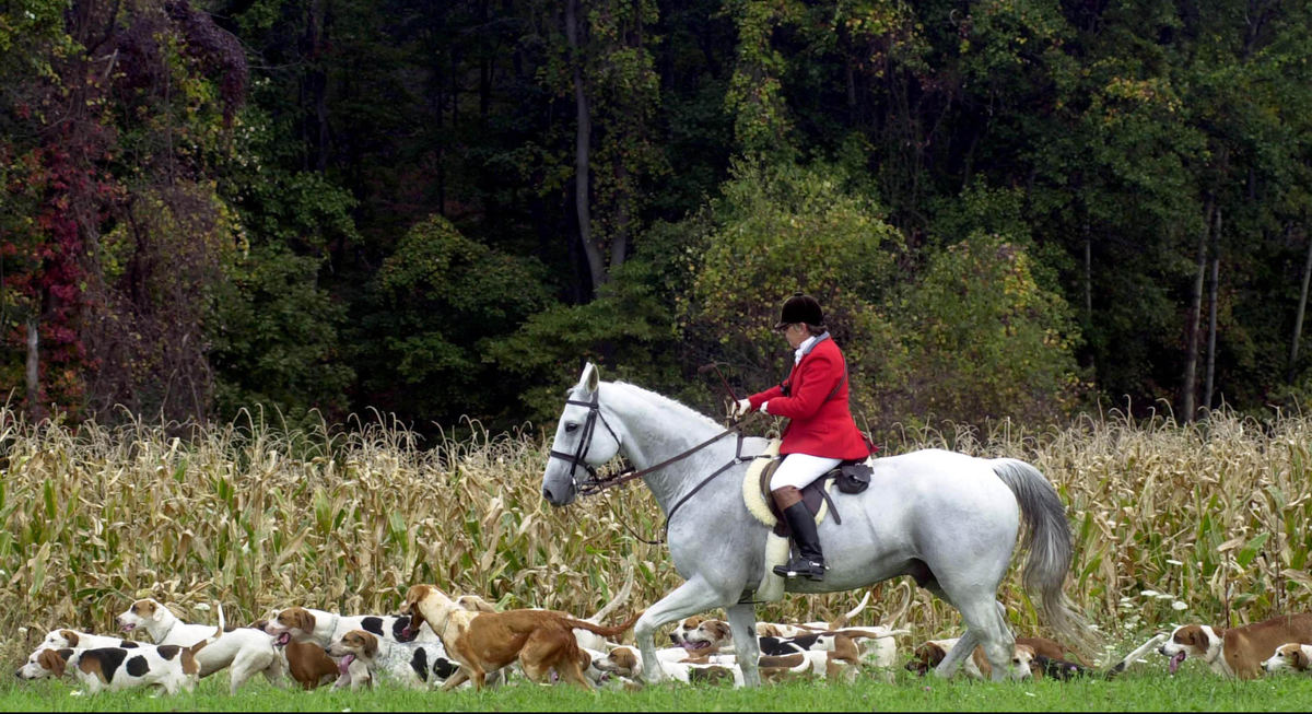 Second Place, Sports Picture Story - Andy Wrobel / Warren Tribune ChronicleBarbara Clifford rides atop her horse surounded by some of the hounds out on the fox hunt in Waynesburg. More that forty riders participated in the hunt. The organizers of the event release a fox on the grounds four hours before the hunt in order to create an odor for the hounds to follow.