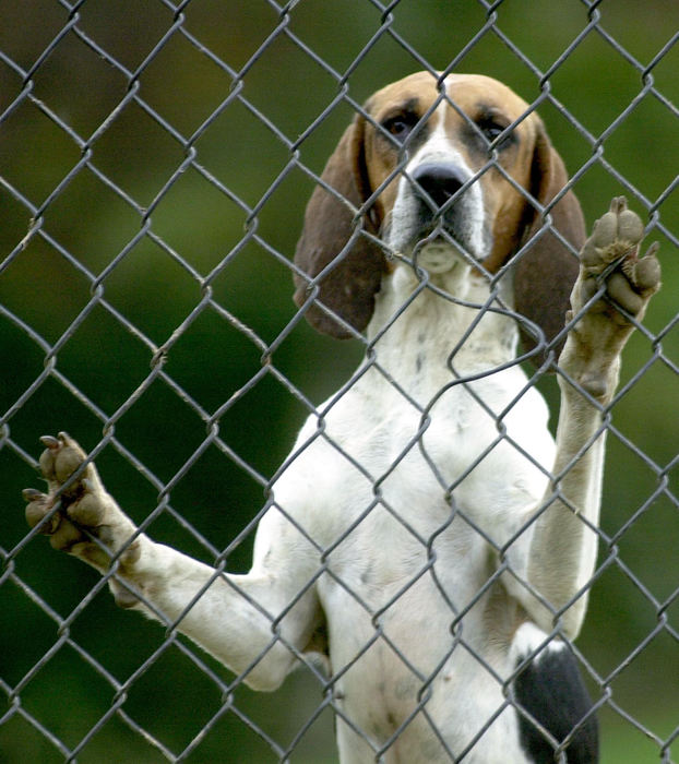 Second Place, Sports Picture Story - Andy Wrobel / Warren Tribune ChronicleOne of the more than two dozen hounds for the hunt looks through the fence before the start of the hunt.