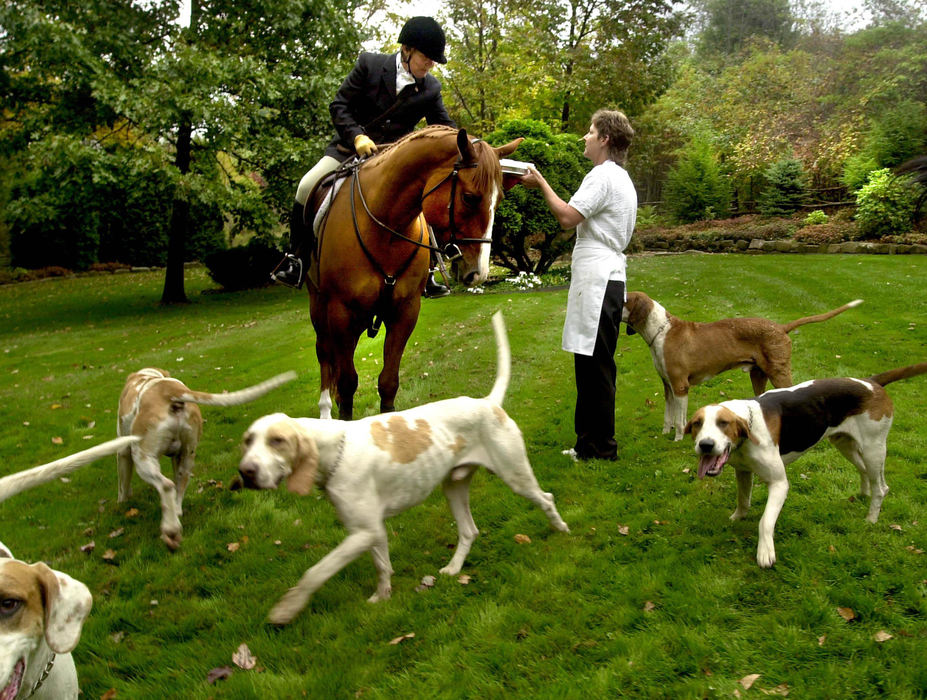 Second Place, Sports Picture Story - Andy Wrobel / Warren Tribune ChronicleSome of the two dozen hounds for the fox hunt mill around as one of the riders is served a drink before the start of the fox hunt.