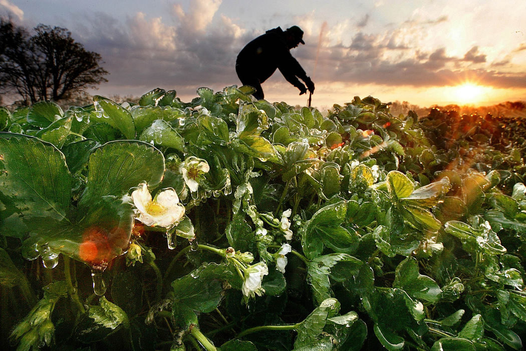 First Place, Enterprise Feature - Neal C. Lauron / The Columbus DispatchDoug Sullivan of Circle S Farms in Grove City adjusts the spray pattern of sprinklers that are providing frost protection to strawberry plants. The ice keeps the strawberry blooms from freezing. Irrigation for the sprinklers began at 10 pm and goes through about 8 am. Sullivan has 12 acres of strawberries that will be ready for picking on first of June.