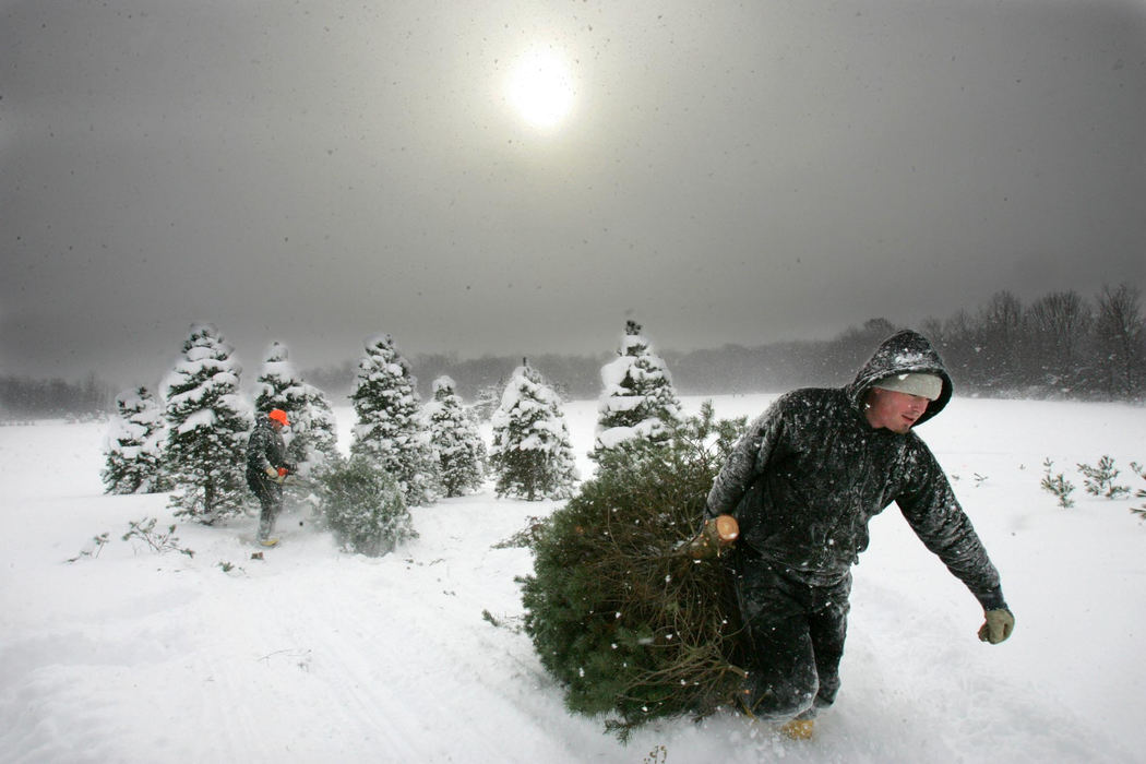 Second Place, Enterprise Feature - Thomas Ondrey / The Plain DealerDespite blowing snow and a wind chill of zero, Chad Anderson of Huntsburg Township drags a freshly cut Scotch pine that will be sold as a Christmas tree at Rhodes Sisters, his family's tree farm in Huntsburg. 
