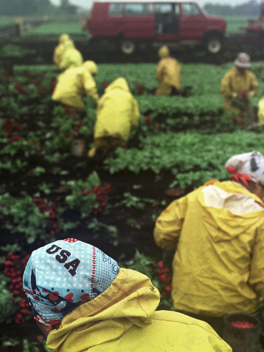 First place, James R. Gordon Ohio Understanding Award - Gary Harwood / Kent State UniversityMigrants harvest radishes on a rainy morning. Each year, about 80 percent of the workers return to Hartville, Ohio, and they are re-hired for the season. They are drawn to the Hartville farms, in part, because of the rich black muck soil and the bountiful harvests it offers. This provides steady work and a more profitable season for the migrants.