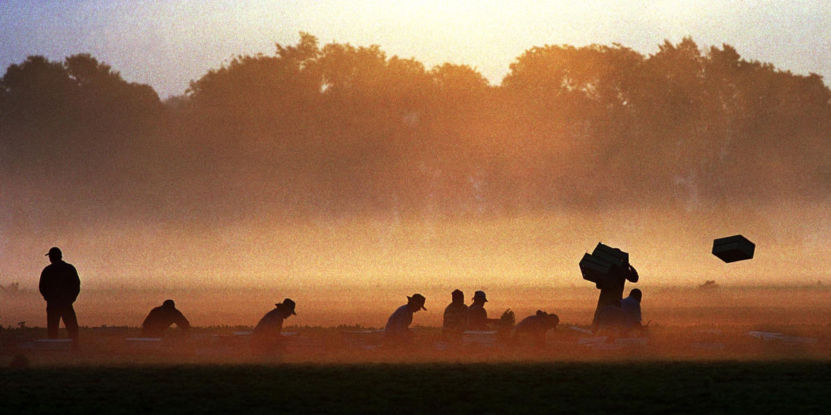 First place, James R. Gordon Ohio Understanding Award - Gary Harwood / Kent State UniversityA cutting crew begins work harvesting an assigned section of the farm at daybreak. The foreman on the far left oversees the harvest while another worker distributes crates to the workers in the rows.