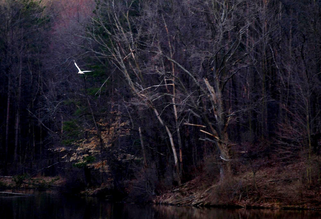 First Place, Pictorial - Gary Harwood / Kent State UniversityA bird circles near the shallow area of Mogadore Reservoir in early Spring. The image was used to illustrate a poem about the return of Spring and is part of a monthly series depicting the sources of inspiration for poetry.                               